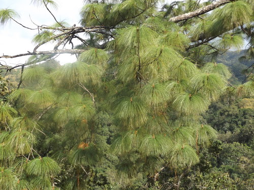 Image of Pinus maximinoi by (c) Dante S. Figueroa, some rights reserved (CC BY-SA)