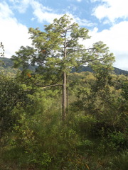 Pinus maximinoi