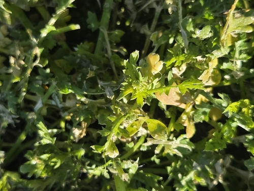 iNaturalist observation photo of Pepperweeds