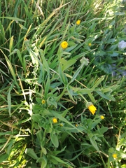 Calendula arvensis