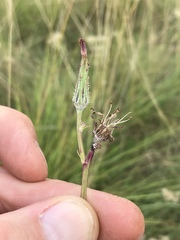 Sonchus dregeanus