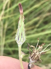 Sonchus dregeanus