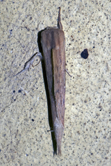 Saliocleta longipennis