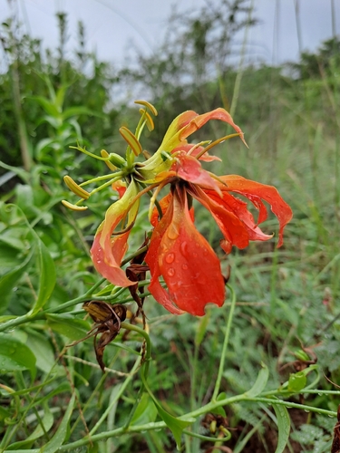 flame lily