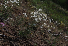 Silene samojedorum