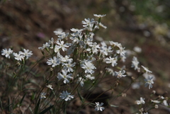 Silene samojedorum