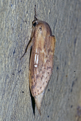 Saliocleta longipennis
