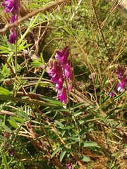 Vicia villosa