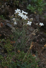 Silene samojedorum