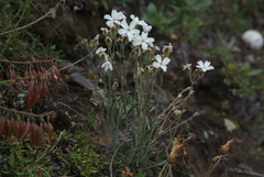Silene samojedorum