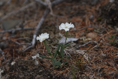 Silene samojedorum