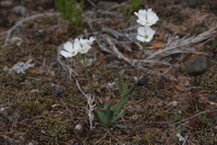 Silene samojedorum
