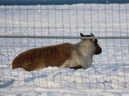 Renne observed by laurentbarthe