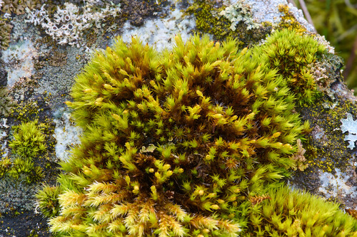Lewinskya rupestris observed 2026-02-23