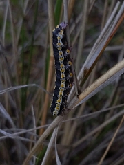 Sympistis perscripta