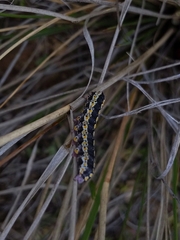 Sympistis perscripta