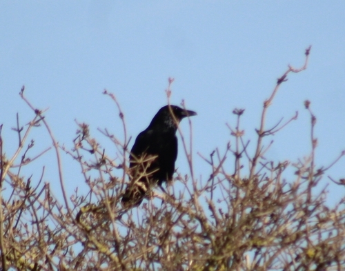 Carrion Crow