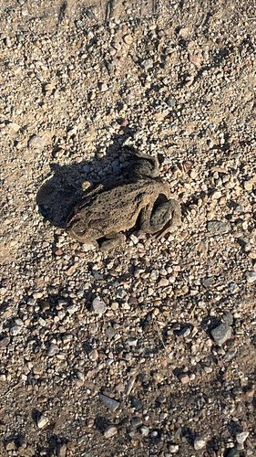 Woodhouse's Toad observed by christybeck