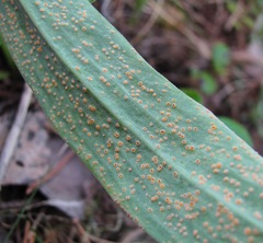 Puccinia scorzonerae
