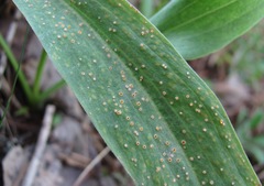 Puccinia scorzonerae