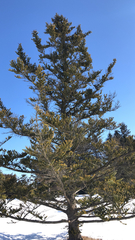 Abies homolepis
