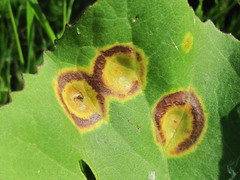 Puccinia petasitis-pulchellae