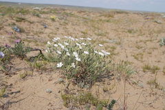 Silene samojedorum