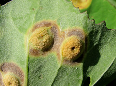 Puccinia petasitis-pulchellae