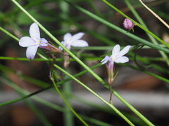 Lobelia patula