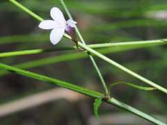 Lobelia patula