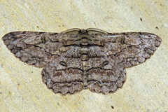 Hypomecis transcissa