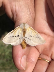 Phiala