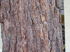Pinus