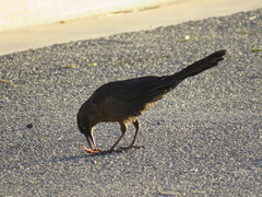 Quiscalus mexicanus
