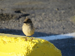 Passer domesticus
