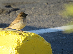 Passer domesticus
