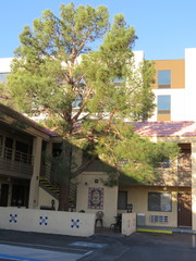 Pinus