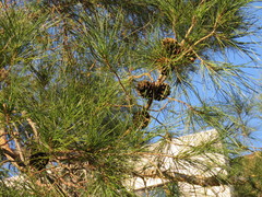 Pinus