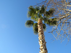 Washingtonia