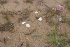 Armeria maritima sibirica