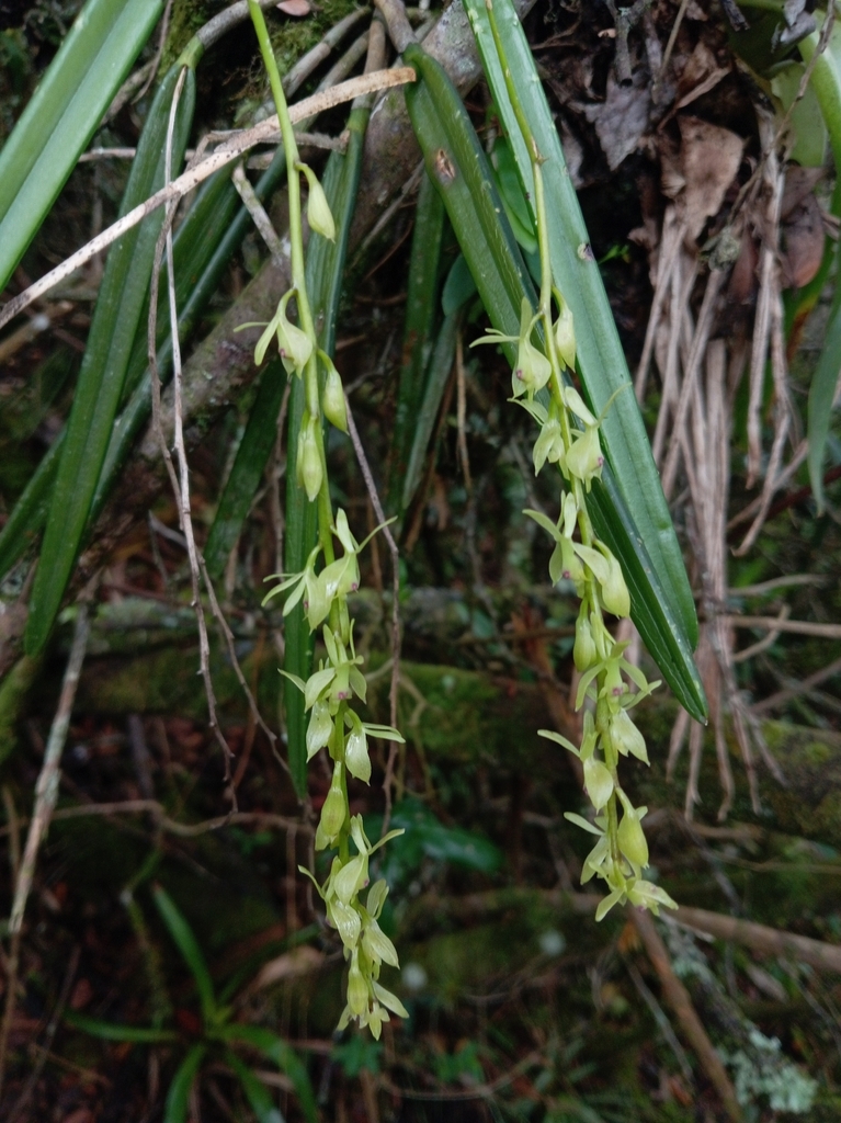 Epidendrum uribei A.D.Hawkes 3