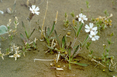 Silene involucrata