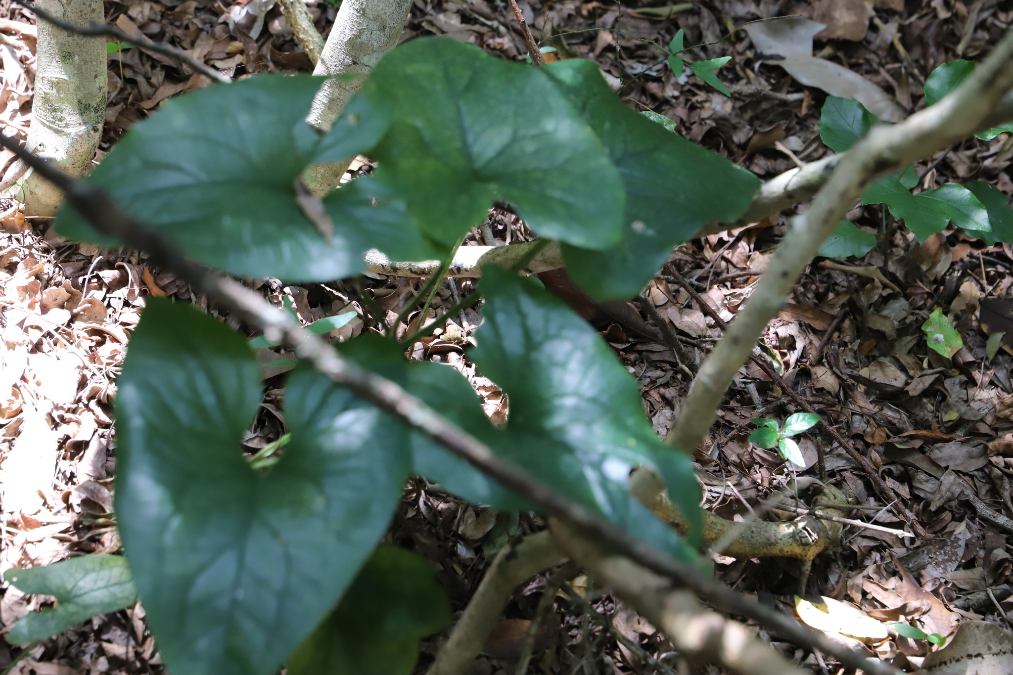 Bushveld Arum (Stylochaeton natalense)
