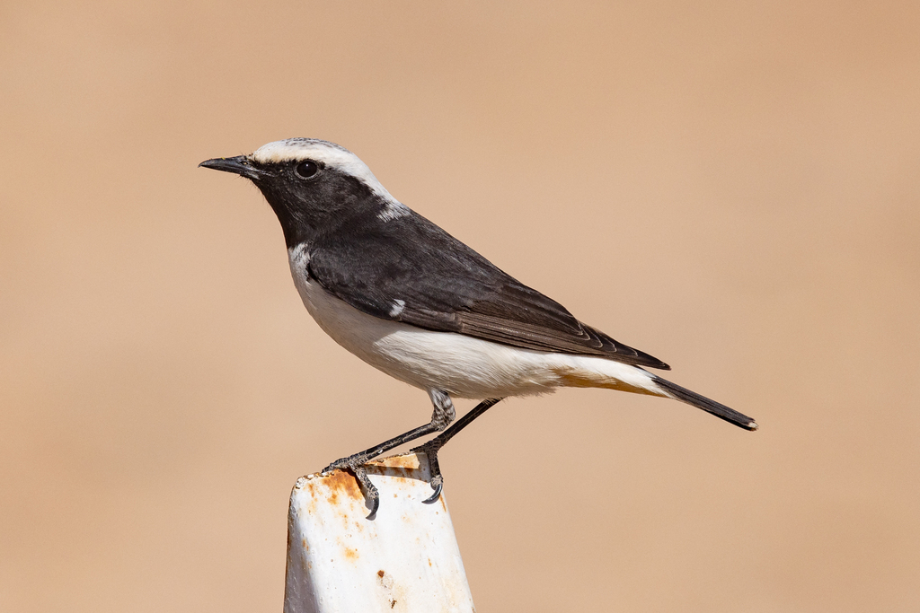 Mourning Wheatear