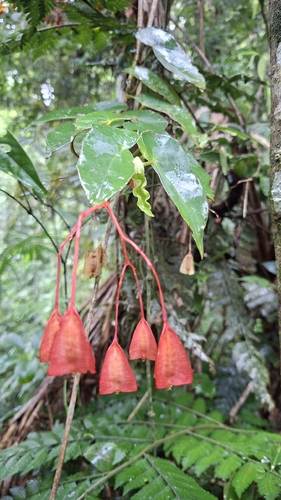 Begonia coccinea observed 2026-02-25
