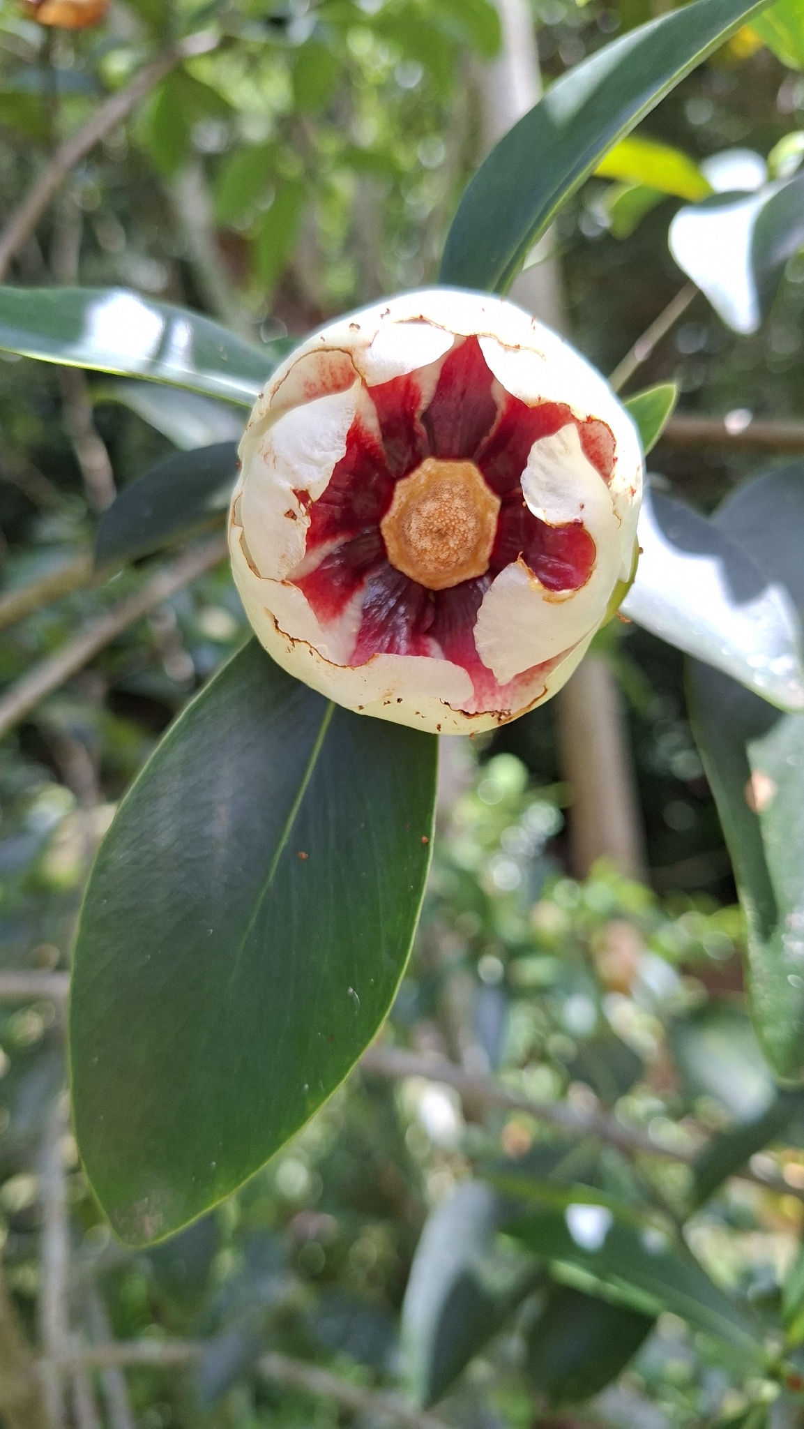 Imagem de Clusia lanceolata