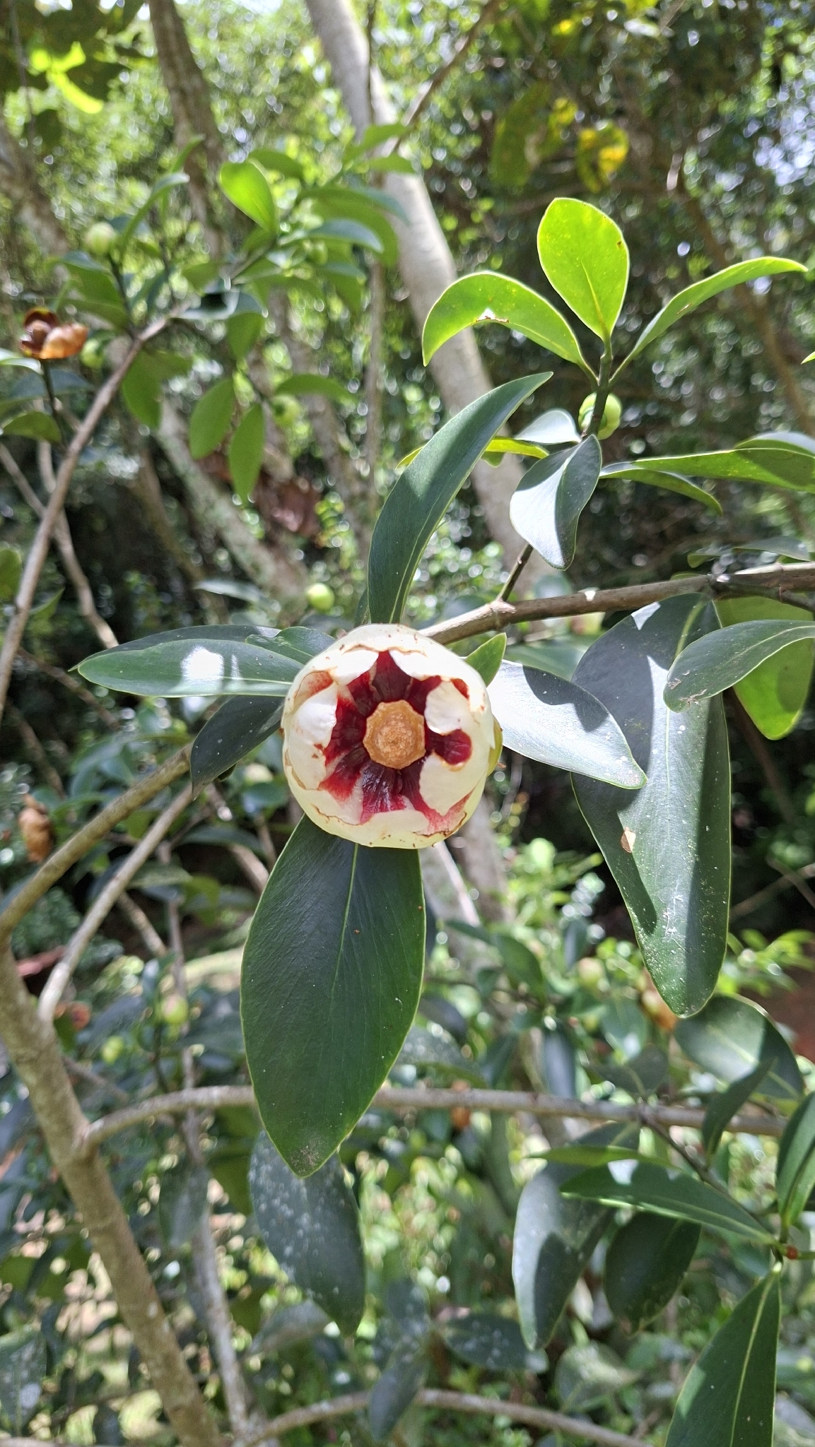 Imagem de Clusia lanceolata