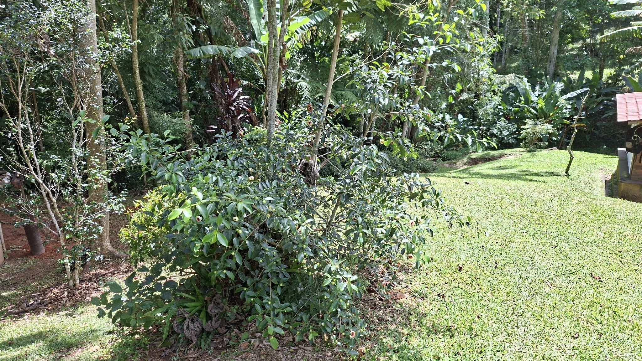 Imagem de Clusia lanceolata