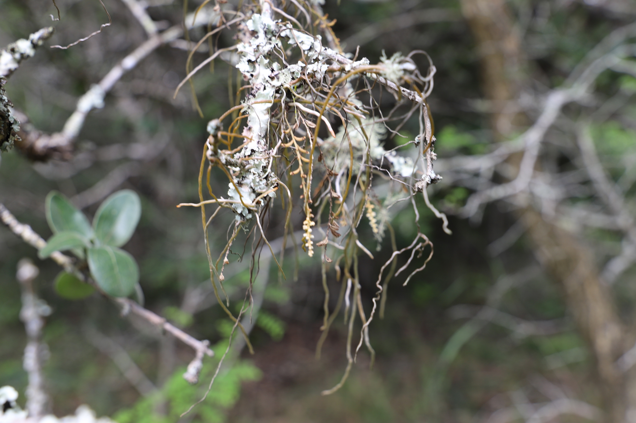 Rope Orchid (Microcoelia exilis)