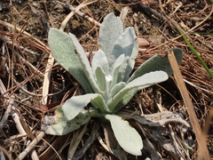 Pseudognaphalium adnatum